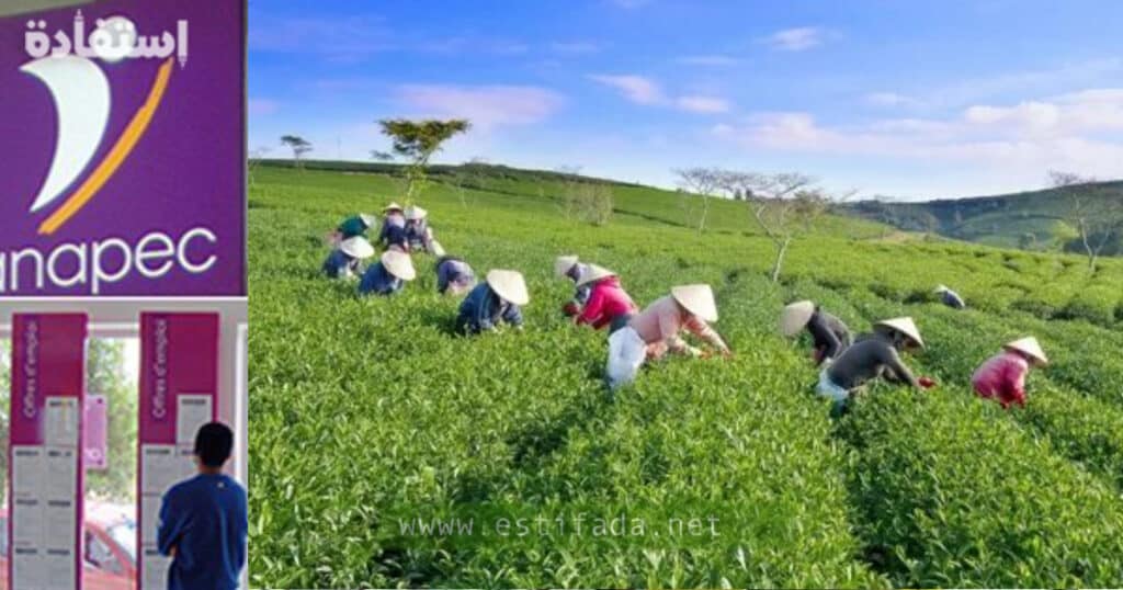 offre d'emploi: aide Agricole