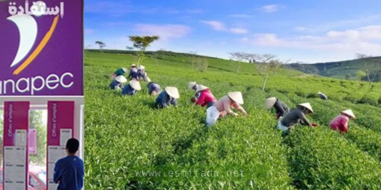 offre d'emploi: aide Agricole